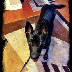 The Pet Whisperer and Exotic Care