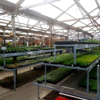 East Bay Nursery - Greenhouse with lots and lots of in-season starts - Nurseries & Gardening Near Me - Berkeley, California