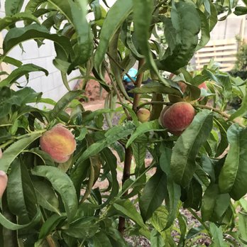 RSI Growers - (3) this is May 18, 2017 - Nurseries & Gardening Near Me - Glendale, Arizona RSI Growers - (3) this is May 18, 2017 - Nurseries & Gardening Near Me - Glendale, Arizona