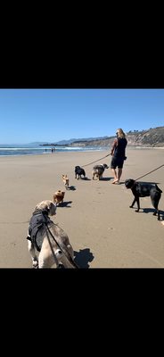 1-4 Week Intensive Training Program - Did you recently get a new dog and are wondering where to begin when it comes to training? We got you covered! Our 1-4 week intensive training program is designed to get your furry best friend completely trained. This program includes boarding at our home office where we will fully teach how to sit, heal, not beg for food, standard dog tricks, as well as leash etiquette and socializing skills. Call today to schedule a no hassle, in-person consultation. 1-4 Week Intensive Training Program - Did you recently get a new dog and are wondering where to begin when it comes to training? We got you covered! Our 1-4 week intensive training program is designed to get your furry best friend completely trained. This program includes boarding at our home office where we will fully teach how to sit, heal, not beg for food, standard dog tricks, as well as leash etiquette and socializing skills. Call today to schedule a no hassle, in-person consultation.