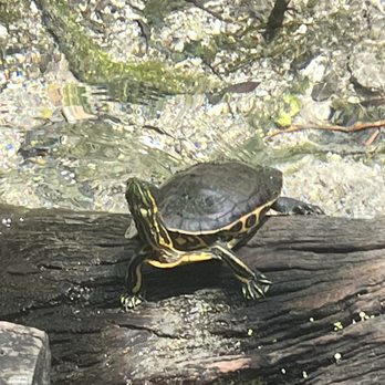 Turismo Channel - One of many turtles chilling at the cenote - Bike tours Near Me - Playa del Carmen, ROO