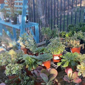 Walter Andersen Nursery - My kind of plants - Nurseries & Gardening Near Me - Poway, California Walter Andersen Nursery - My kind of plants - Nurseries & Gardening Near Me - Poway, California