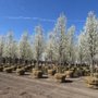 Wilson Nurseries and Landscape Supply