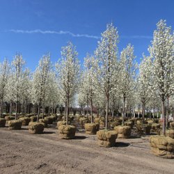 Wilson Nurseries and Landscape Supply