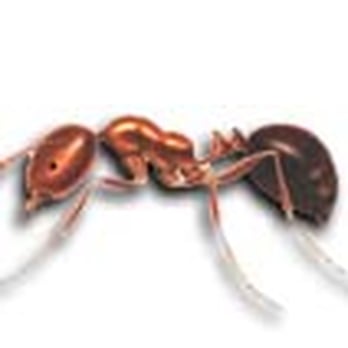 Gulf Coast Exterminators - Pest Control Houston TX - Pest Control Near Me - Houston, Texas Gulf Coast Exterminators - Pest Control Houston TX - Pest Control Near Me - Houston, Texas