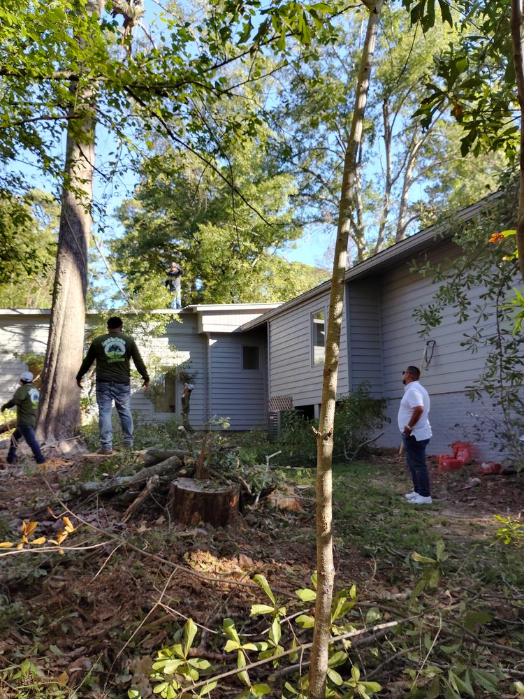 Tree services - tree service in Jackson, MS