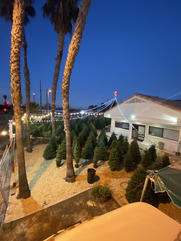 BRUCE’S PRODUCE CHRISTMAS TREES 23 Photos 9500 Garfield Ave