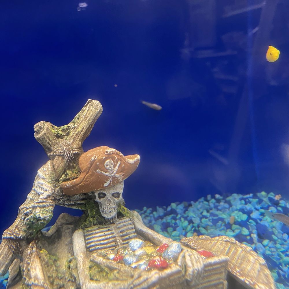 PetSmart - Dead fishes - Pet Stores Near Me - Palmdale, California