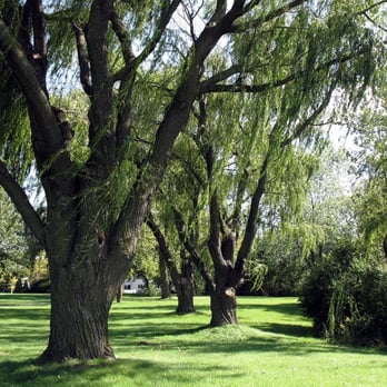 Four Seasons Park - Willows - September - Four Seasons Park - Parks Near Me - Lombard, Illinois Four Seasons Park - Willows - September - Four Seasons Park - Parks Near Me - Lombard, Illinois