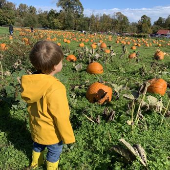 Schilter Family Farm - Pumpkin Patches Near Me - Lacey, Washington Schilter Family Farm - Pumpkin Patches Near Me - Lacey, Washington