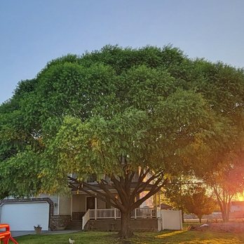 Family Tree Services - Pruned Willow Tree - Tree Services Near Me Family Tree Services - Pruned Willow Tree - Tree Services Near Me
