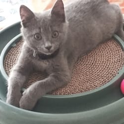 Gloucester-Mathews Humane Society Animal Shelter