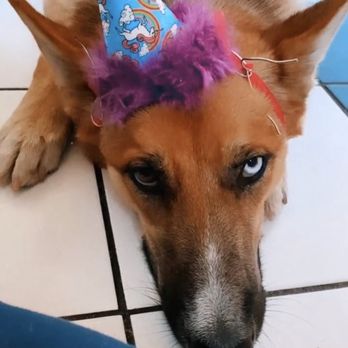 Fluffy Puppy - Pet Groomers Near Me - Pasadena, California Fluffy Puppy - Pet Groomers Near Me - Pasadena, California