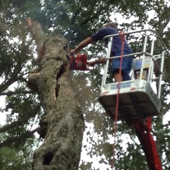 A Cut Above Tree Service - Tree Services Near Me - Atlantic Beach, Florida A Cut Above Tree Service - Tree Services Near Me - Atlantic Beach, Florida