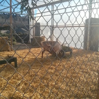 Carpinito Brothers - Live reindeer. - Nurseries & Gardening Near Me - Kent, Washington Carpinito Brothers - Live reindeer. - Nurseries & Gardening Near Me - Kent, Washington