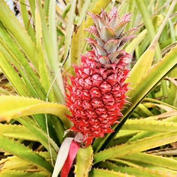 Dole Plantation - About the only pineapple that was vibrant and colorful! - Tours Near Me - Wahiawa, Hawaii Dole Plantation - About the only pineapple that was vibrant and colorful! - Tours Near Me - Wahiawa, Hawaii