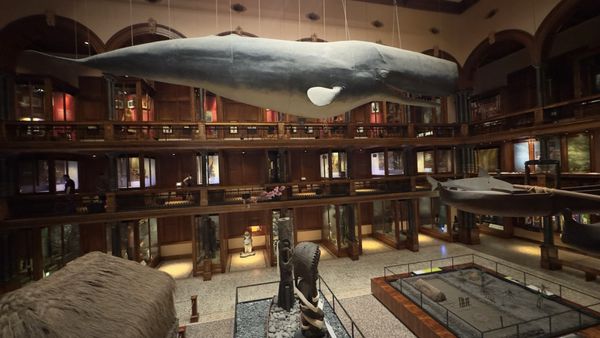 Bishop Museum by null