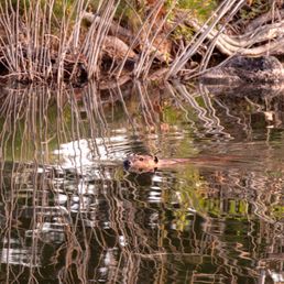 Beaver swimming by Beaver swimming by