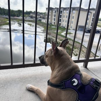 Waterview Crossing - Waterview Crossing apartment day view with my dog. - Apartments Near Me - Anna, Texas