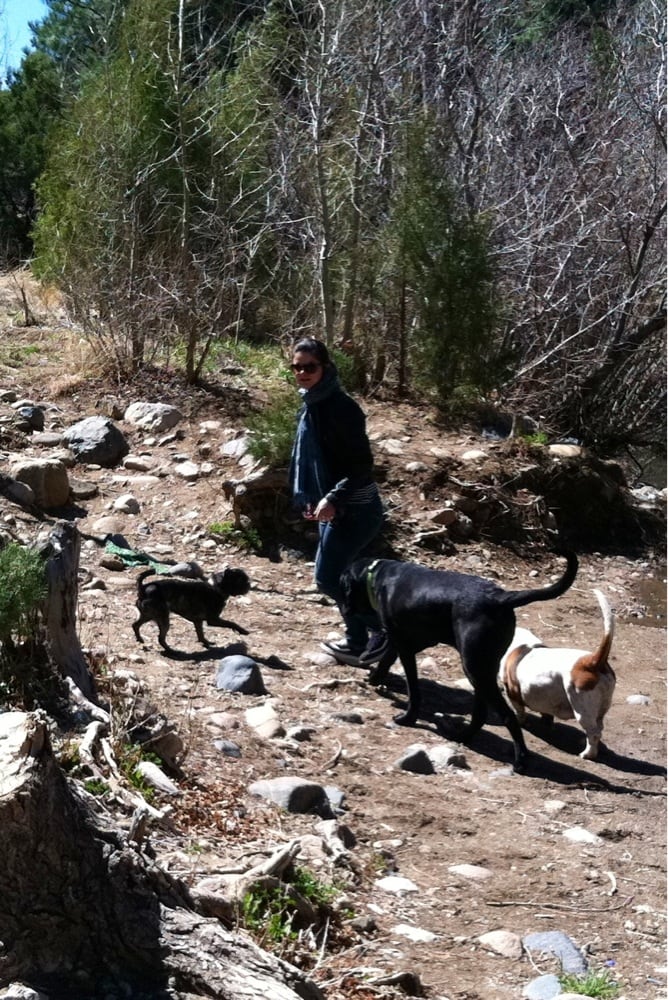 PET SUITES Updated September 2024 10 Reviews 7502 Mallard Way