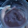 Photo of Squeezed Juice Bar