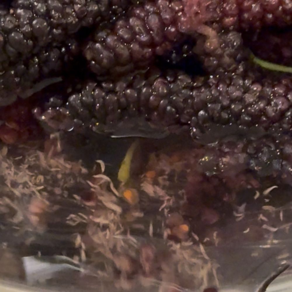 Very Mulberry - Infested with soooo many worms - fruit fly larvae I believe - Pick Your Own Farms Near Me - Brentwood, California Very Mulberry - Infested with soooo many worms - fruit fly larvae I believe - Pick Your Own Farms Near Me - Brentwood, California