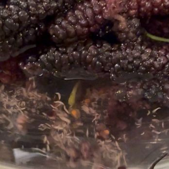 Very Mulberry - Infested with soooo many worms - fruit fly larvae I believe - Pick Your Own Farms Near Me - Brentwood, California
