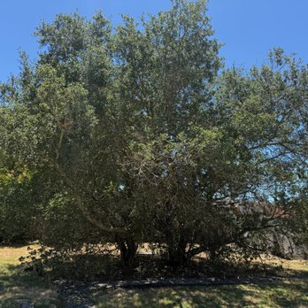 C&M Tree Care - Brush Oak Before - Tree Services Near Me - Santa Rosa, California C&M Tree Care - Brush Oak Before - Tree Services Near Me - Santa Rosa, California