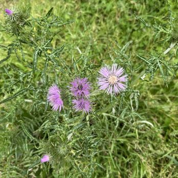 Castel Sant'Elmo - Wildflowers on the grounds - Museums Near Me - Naples, NA