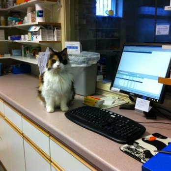 Ashlea Veterinary Centre - Veterinarians Near Me - Carlisle, CMA Ashlea Veterinary Centre - Veterinarians Near Me - Carlisle, CMA