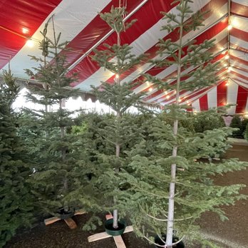 Franklin Hills Christmas Tree - Skinny tall beauties! - Christmas Trees Near Me - Glendale, California