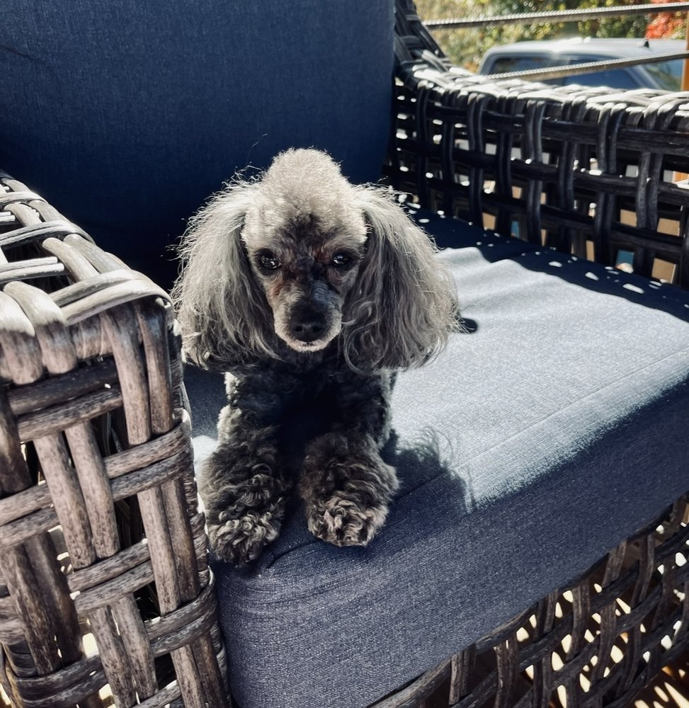 Breezy Barks And Bubbles Image