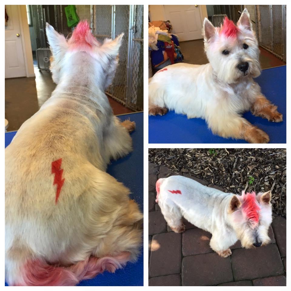 PAWSITIVELY PURRFECT PET SPA Updated July 2024 19 Photos 1251