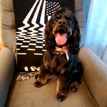 Jasmine Pet Grooming - After her grooming - Pet Groomers Near Me - Brea, California