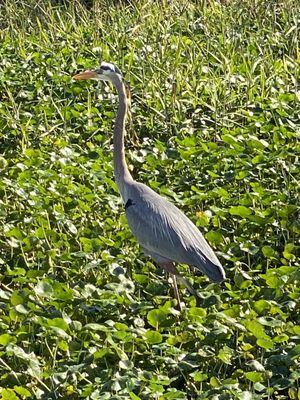 Blue Spring Adventures by null