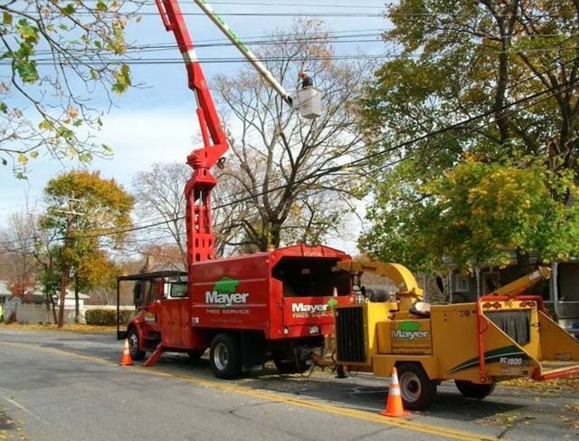 Dillon Tree Service - tree service in Shrewsbury, MA
