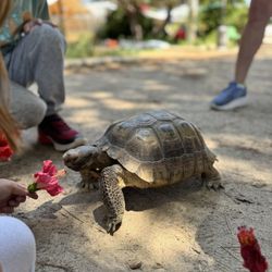 Conservation Ambassadors - Zoo to You