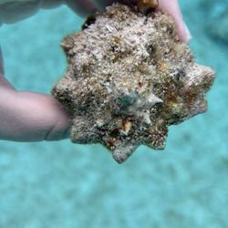 Sky Reef