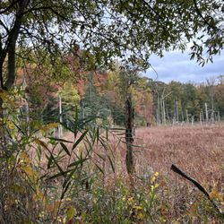 North Point State Park - Marsh during the Autumn