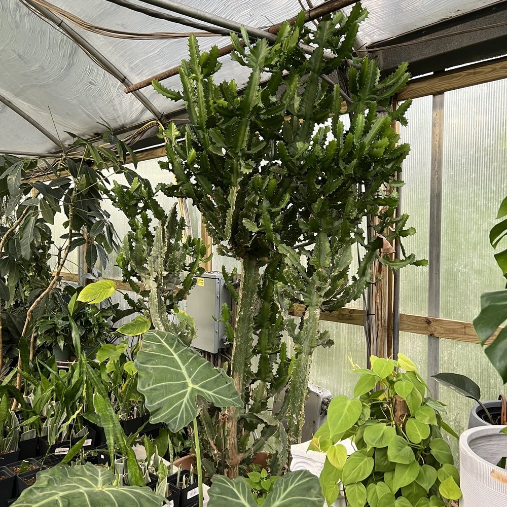 Plants Alive! - Nurseries & Gardening Near Me - Silver Spring, Maryland Plants Alive! - Nurseries & Gardening Near Me - Silver Spring, Maryland