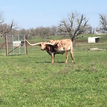 Longhorn Cellars - And a real Longhorn ... - Wine Tasting Room Near Me - Fredericksburg, Texas