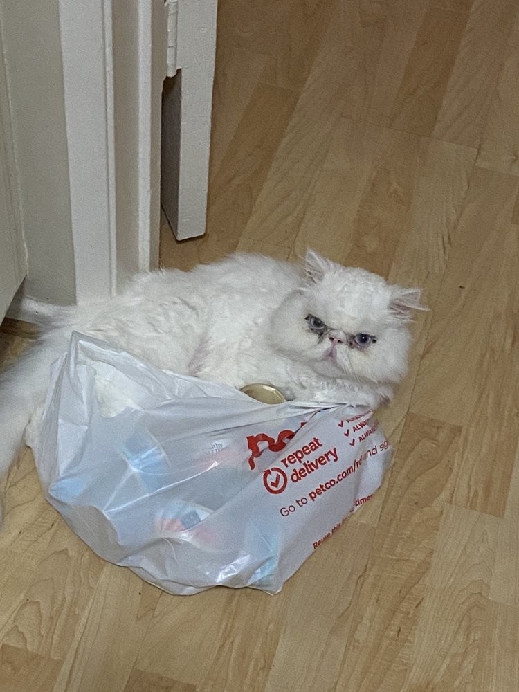 NORTH HOLLYWOOD ANIMAL CARE CENTER Updated June 2024 18 Photos