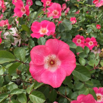 Organic Matters Landscaping - Rosa rugosa - Landscaping Near Me - Vancouver, British Columbia