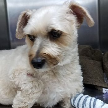 Canton Animal Hospital - Veterinarians Near Me - Canton, Michigan Canton Animal Hospital - Veterinarians Near Me - Canton, Michigan