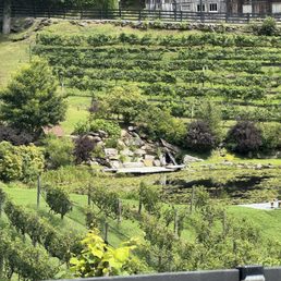 Vineyards Vineyards