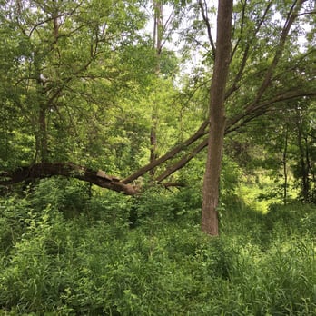 Waldenburg Park - This tree is still alive but it's really falling over! - Playgrounds Near Me - Macomb, Michigan Waldenburg Park - This tree is still alive but it's really falling over! - Playgrounds Near Me - Macomb, Michigan