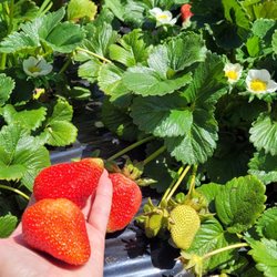 Stehly Farms Organics