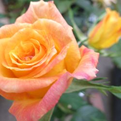 A Visconti Inc - 4 inch blooms