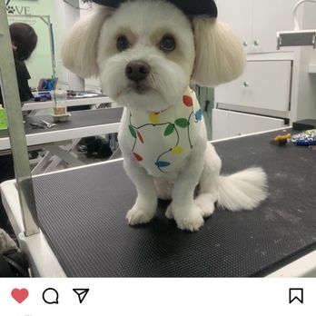 Classy Canine's Wiggle Rumps - stole this pic of my maxie from their IG - Pet Groomers Near Me - Castrovalley, California
