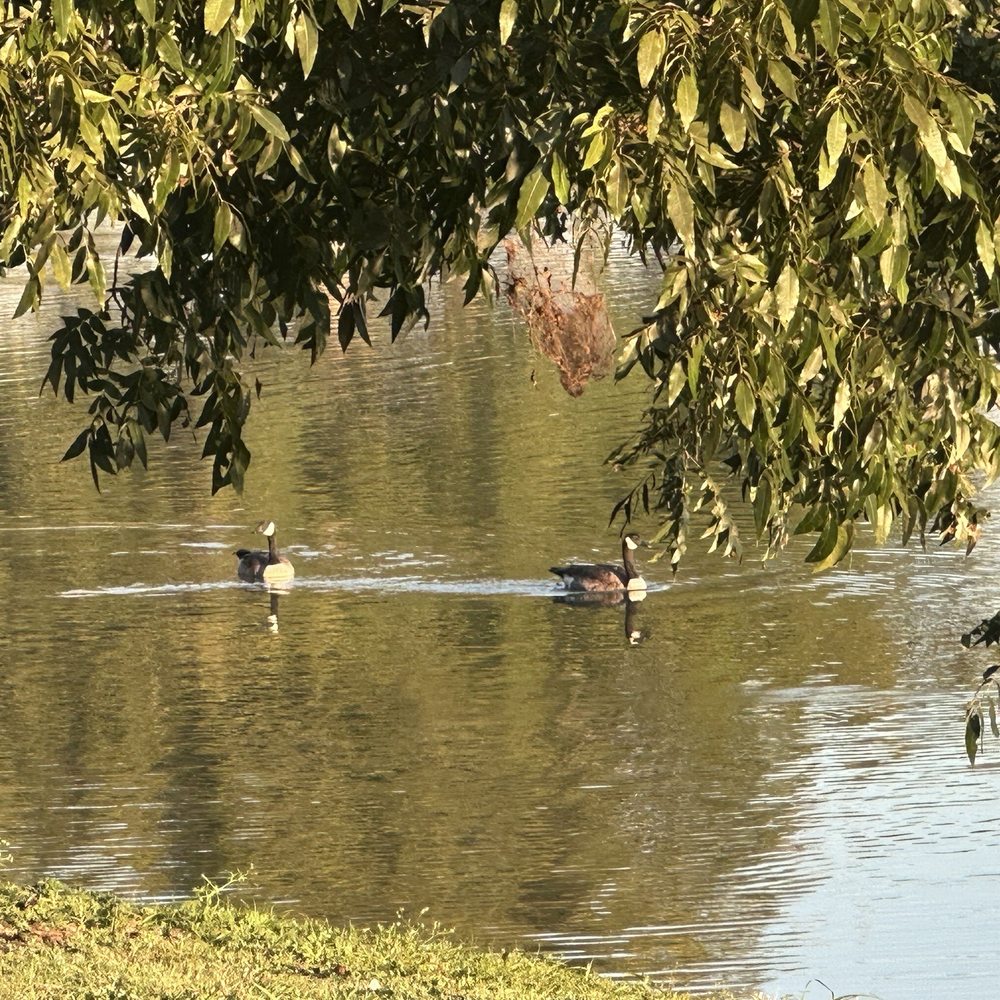 Towne Lake Park - Geese enjoying the water - Parks Near Me - McKinney, Texas